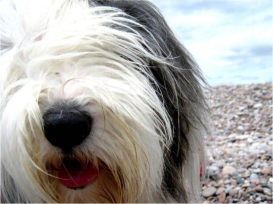 bearded-collie (22)
