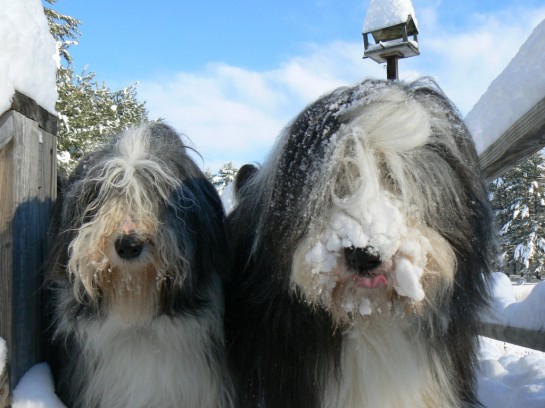 bearded-collie (23)