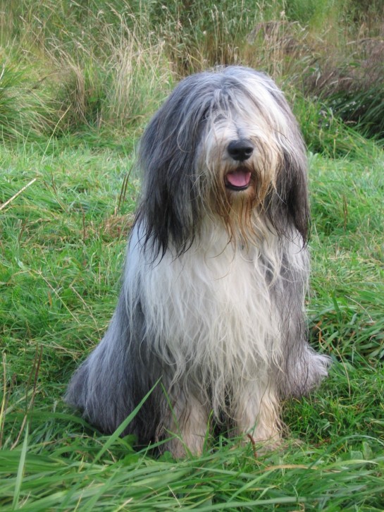 bearded-collie (27)