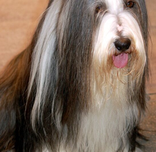 bearded-collie (28)