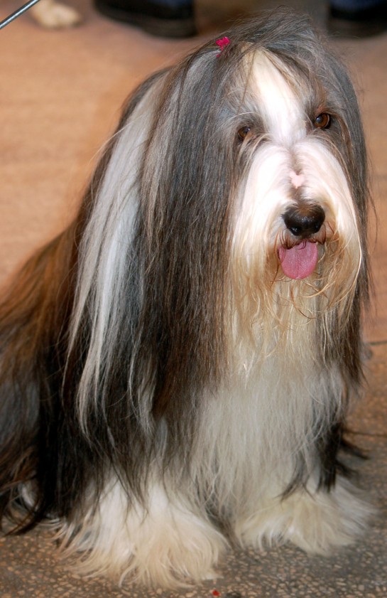 bearded-collie (28)