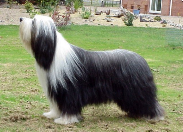 bearded-collie (29)