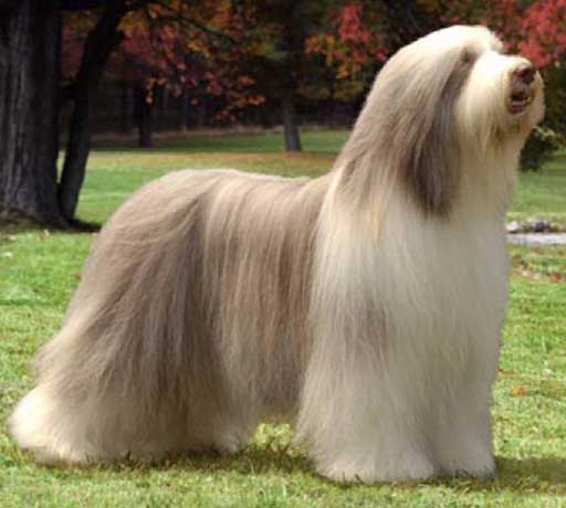 bearded-collie (3)
