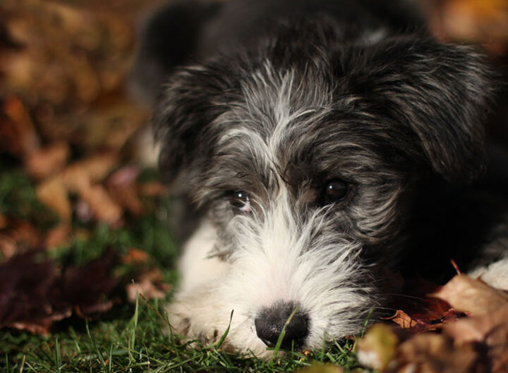 bearded-collie (4)
