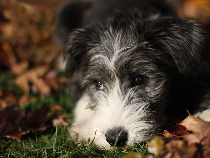 bearded-collie (4)