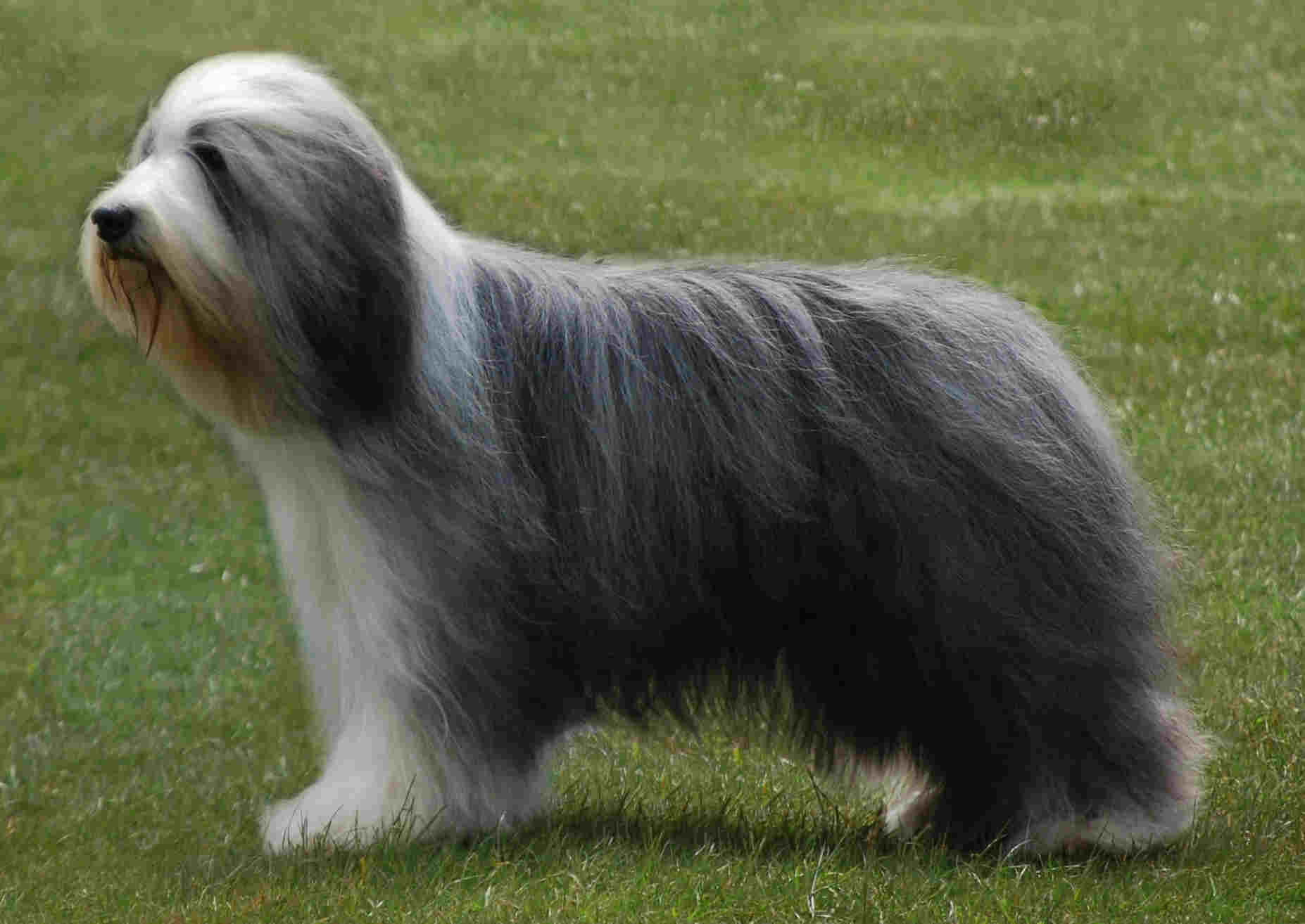 bearded-collie (5)