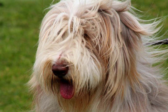 bearded-collie (6)