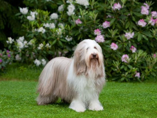 bearded-collie (7)