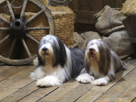 bearded-collie (8)