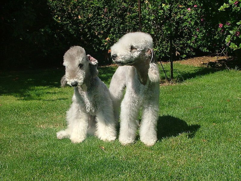 bedlington-terrier (1)