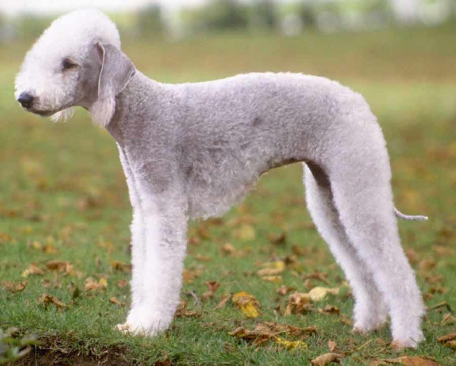 bedlington-terrier (10)