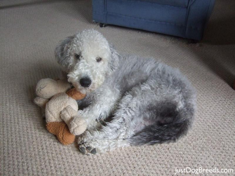 bedlington-terrier (11)