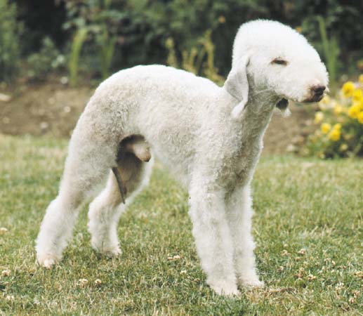 bedlington-terrier (12)