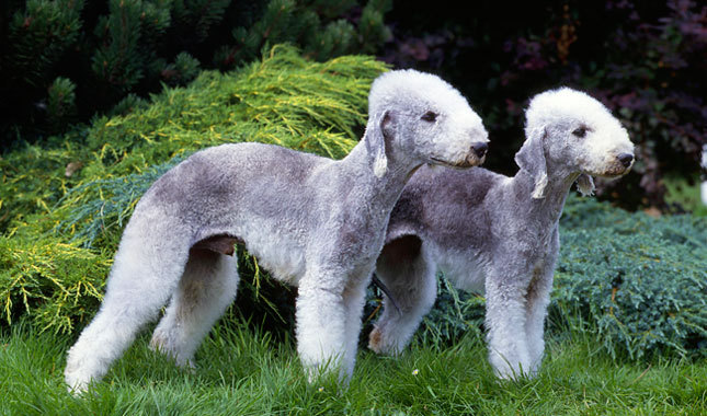 bedlington-terrier (13)