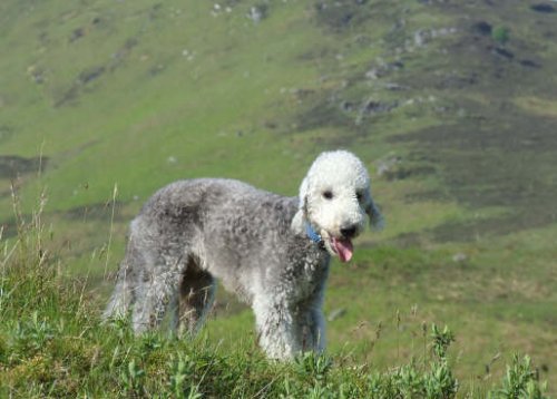 bedlington-terrier (15)