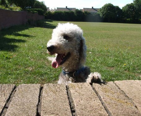 bedlington-terrier (16)