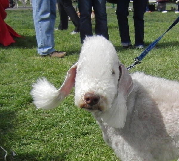 bedlington-terrier (17)