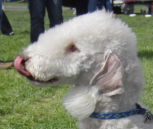 bedlington-terrier (18)