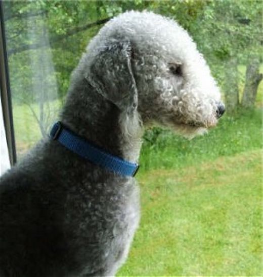 bedlington-terrier (2)