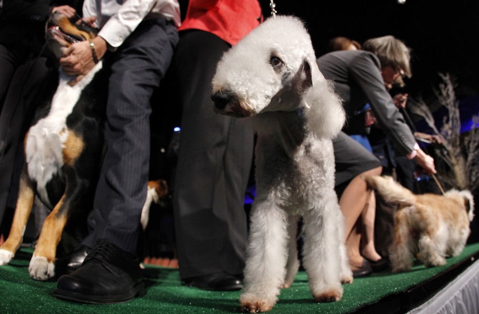 bedlington-terrier (3)