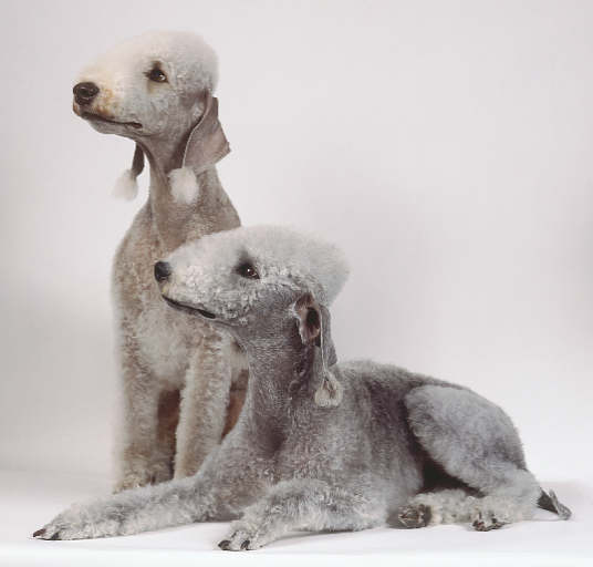 bedlington-terrier (4)