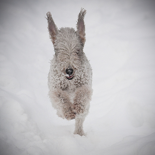 bedlington-terrier (5)