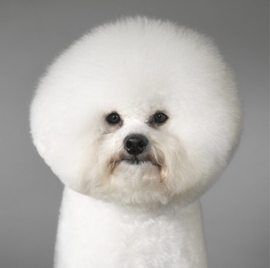 bichon-frise (1)