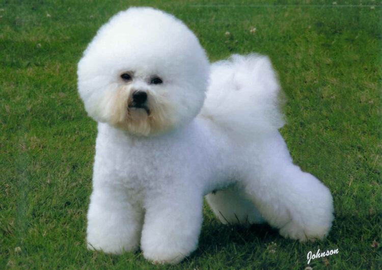 bichon frisé