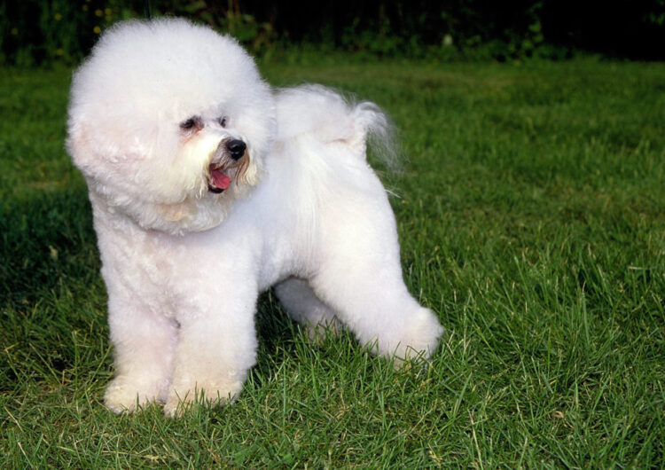 bichon-frise (11)