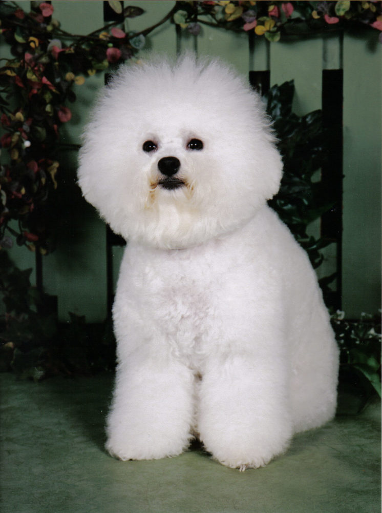 bichon-frise (8)