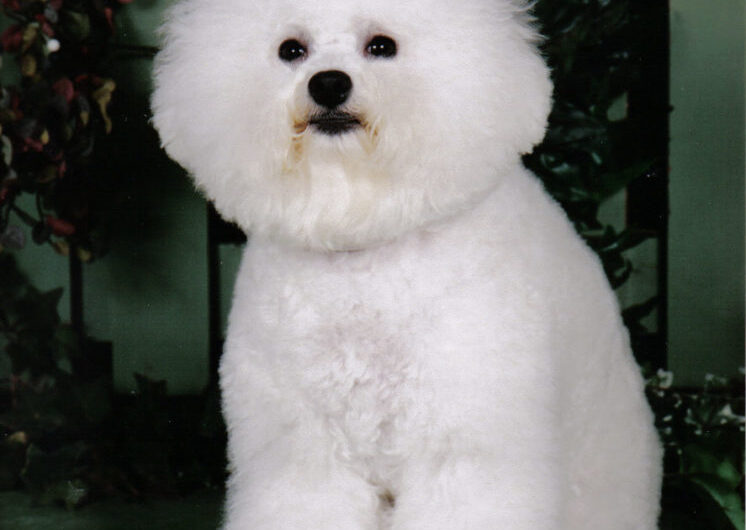 bichon-frise (9)