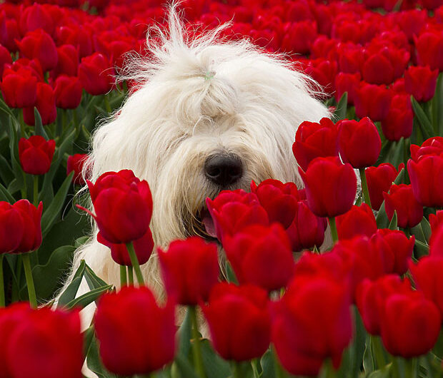 bobtail-old-english-sheepdog (1)