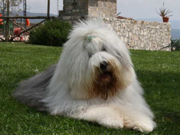 Old English Sheepdog
