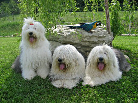 bobtail-old-english-sheepdog (3)