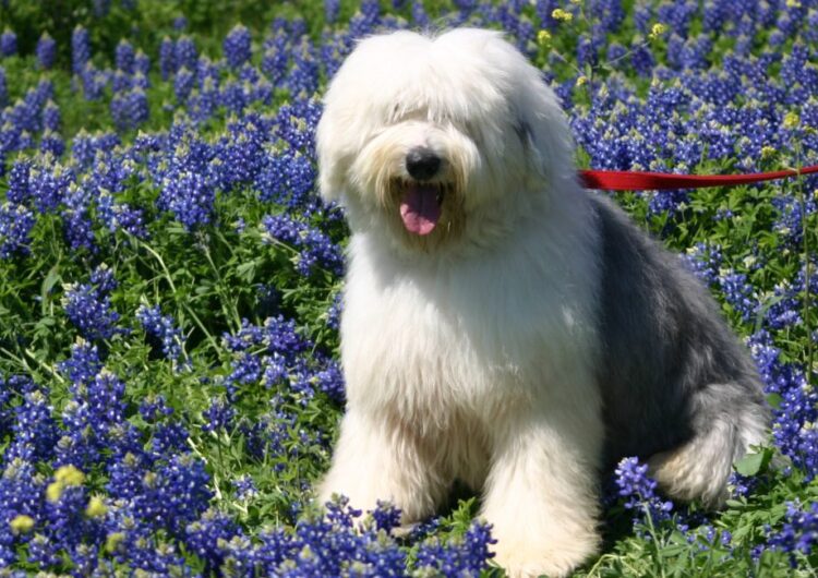 bobtail-old-english-sheepdog (7)