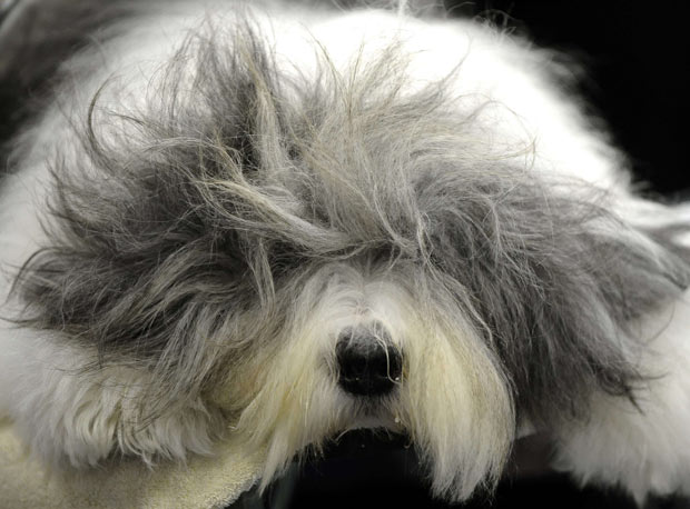 bobtail-old-english-sheepdog (8)