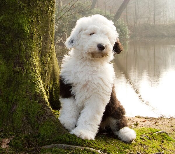 bobtail-old-english-sheepdog (9)