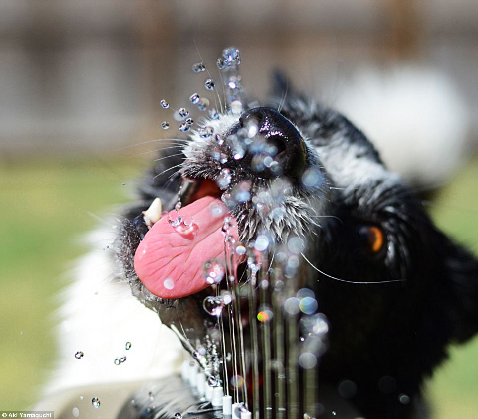 border-collie (10)