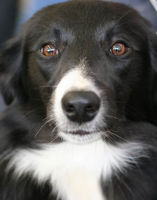border-collie (25)