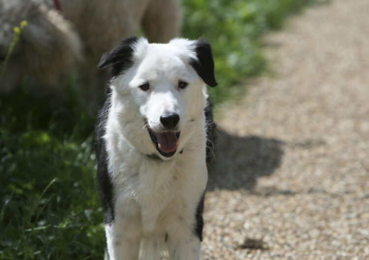 border-collie (26)
