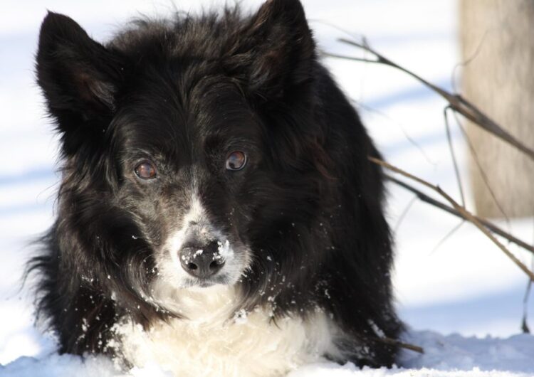 border-collie (27)