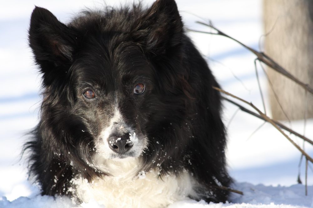 border-collie (27)