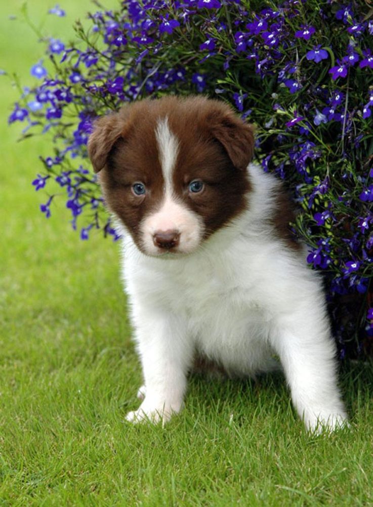 border-collie (29)