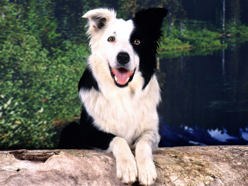 border-collie (30)