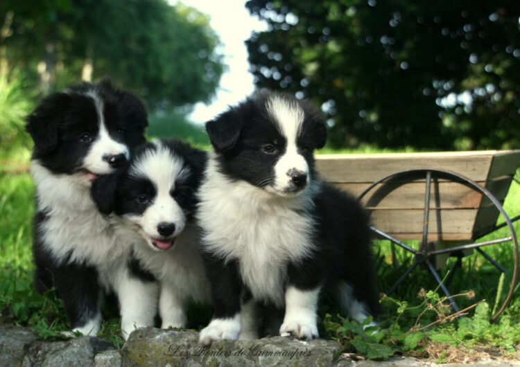 border-collie (31)
