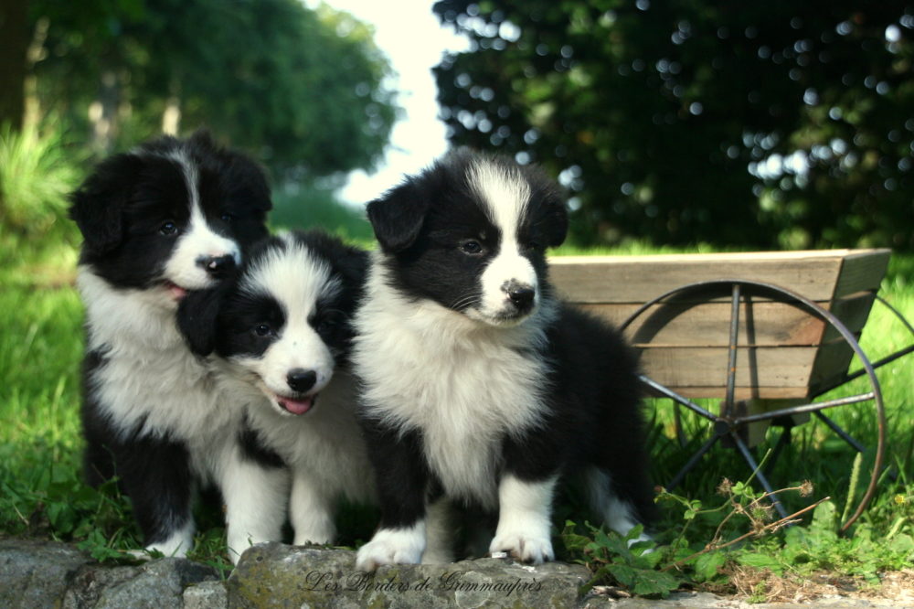border-collie (31)