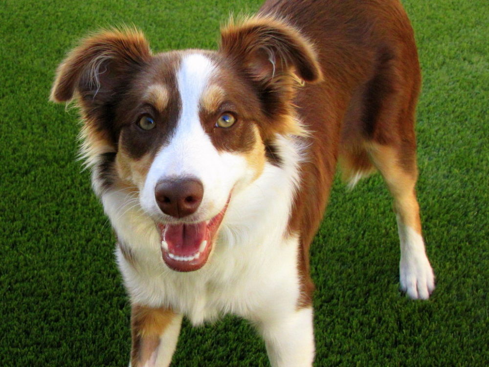 border-collie (32)