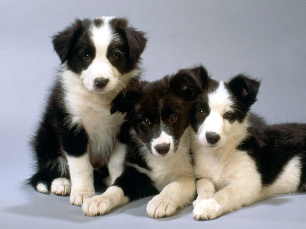 border-collie (33)