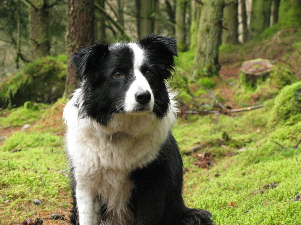 border-collie (34)