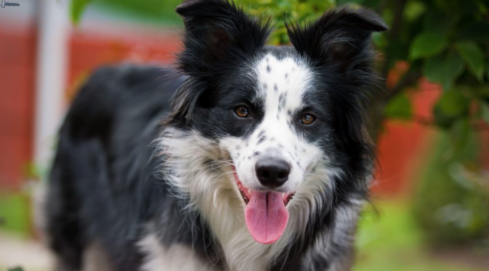 border-collie (35)
